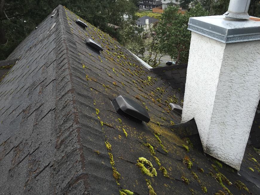 moss on roof in Langford B.C.